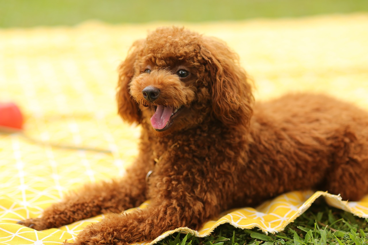 5 Most Common Health Issues in Poodles