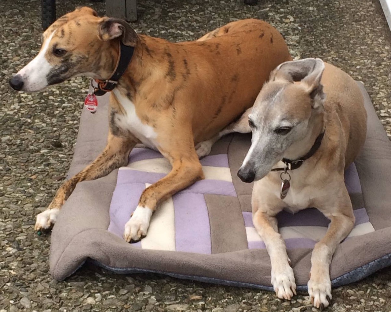 10 Hilarious Things Only a Whippet Owner Would Understand