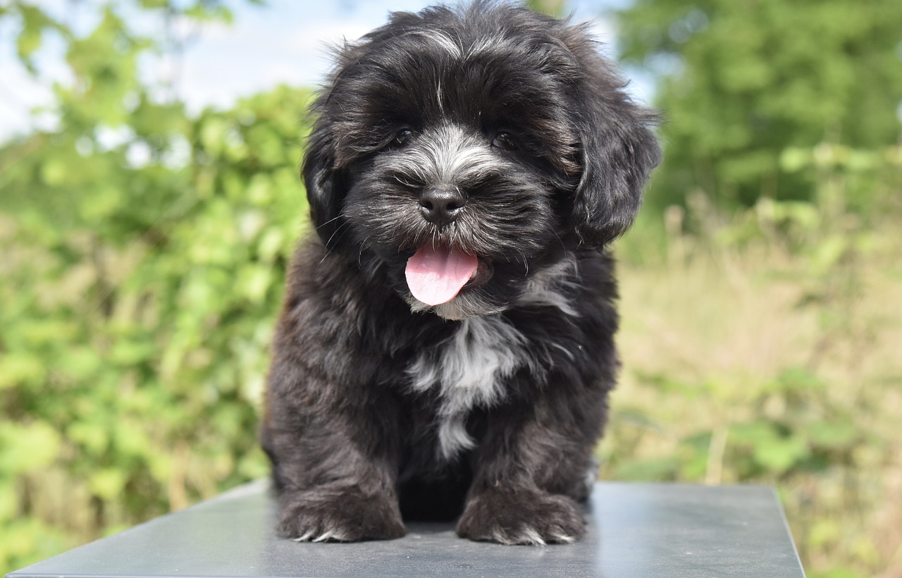 Know the Signs: 5 Most Common Health Issues in Havanese