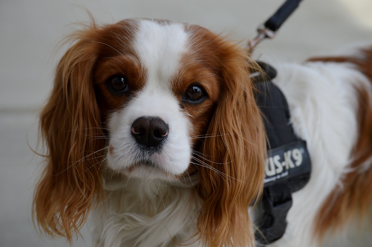 do cavalier king charles spaniels bark a lot