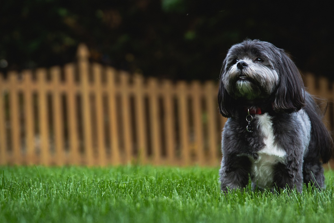 20 Best Foods for a Shih Tzu with Arthritis