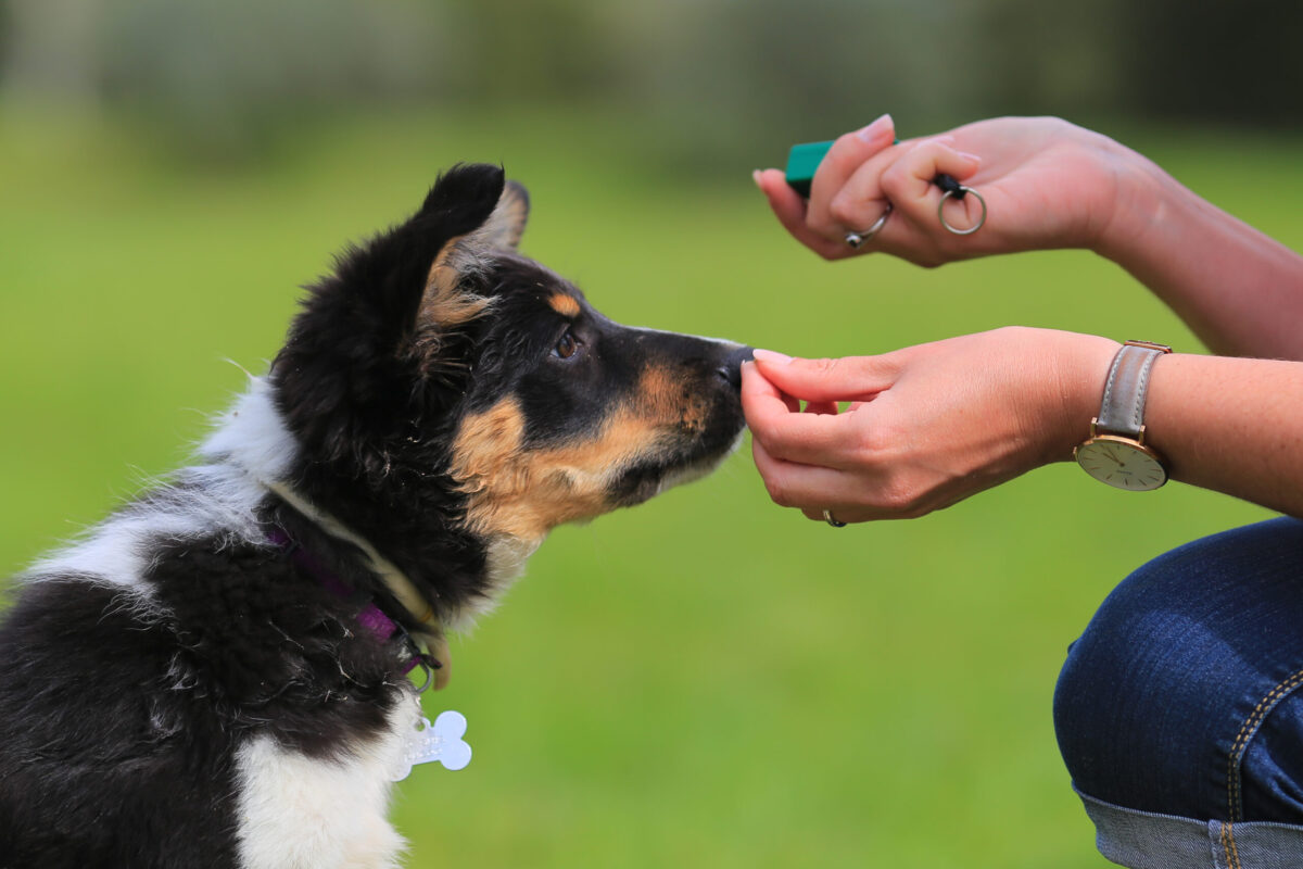 puppy training course