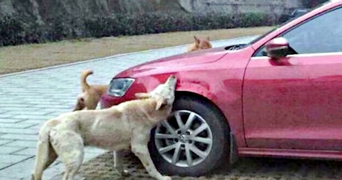 Stray Dog Kicked By Driver Returns With His Friends To Trash His Car