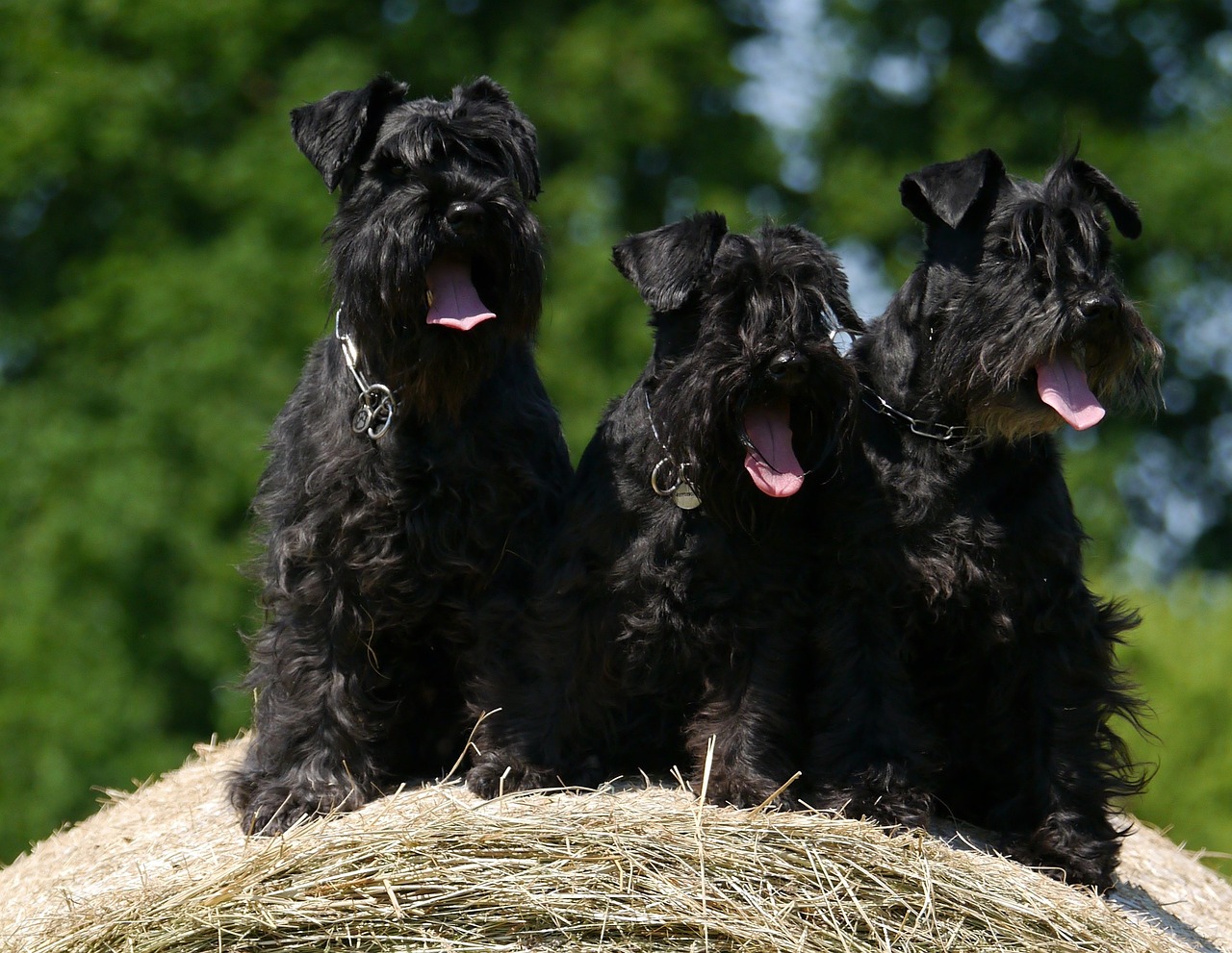 7 Vital Tips for Grooming a Schnauzer
