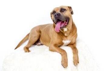 7 Vital Tips for Grooming a Pit bull