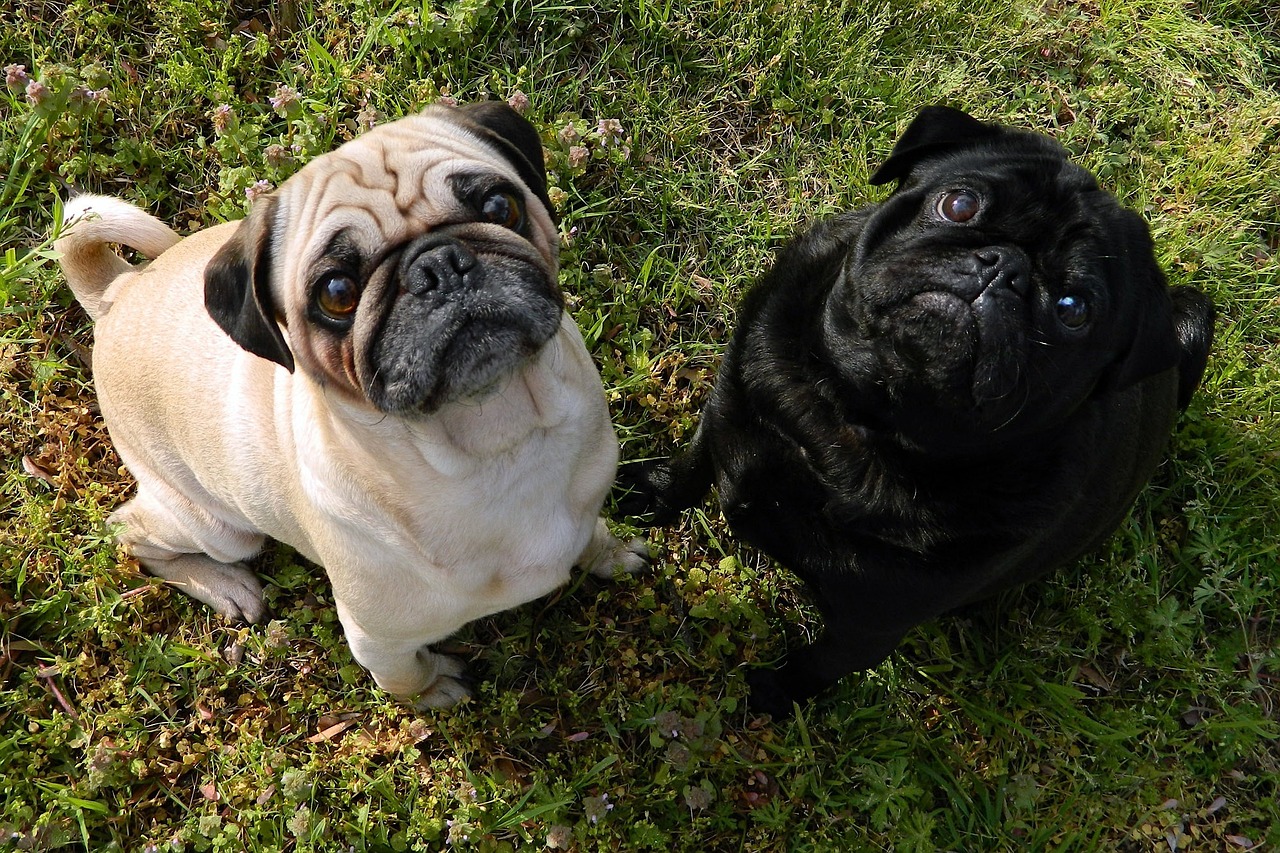 10 Secrets to Stop Your Pug from Barking