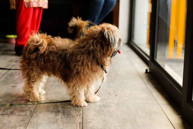 best indoor dog potty