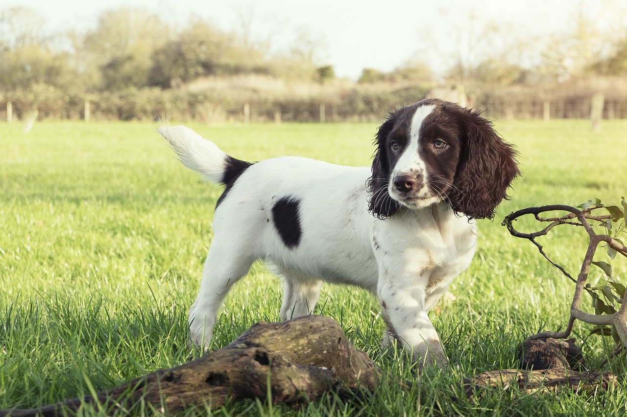 10 Secrets to Stop Your English Springer Spaniel from Barking