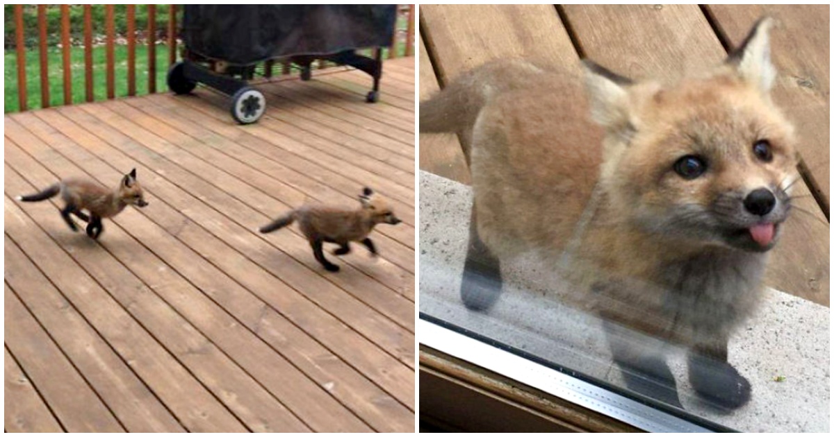 Baby Foxes Visit Grandma To Make Her Deck Their Own Personal Playground