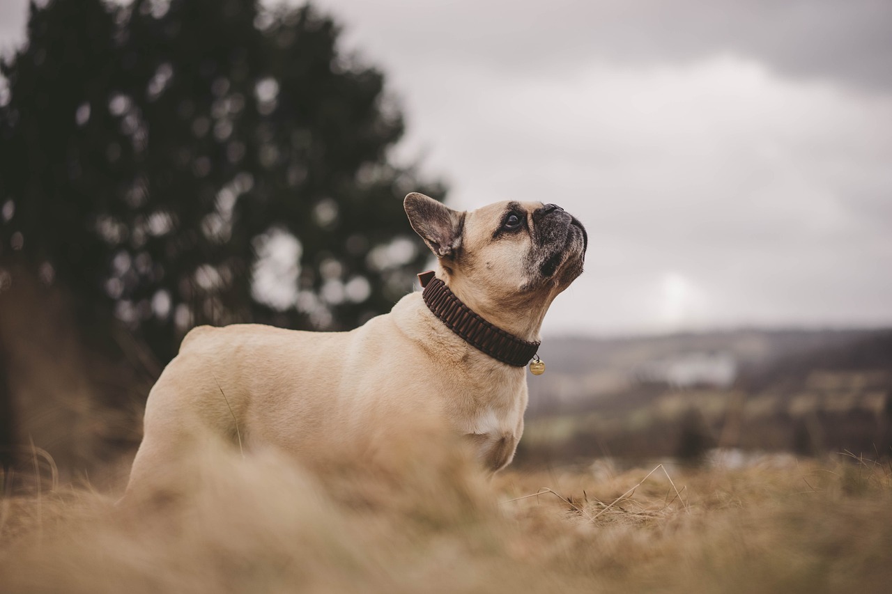 7 Information About French Bulldogs You Most likely Did not Know