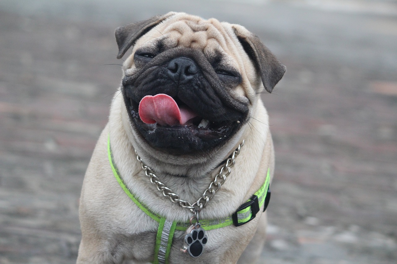 12 Secrets for Teaching a Pug Puppy Obedience