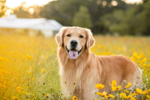 How Often Do I Take a Golden Retriever Outside to Pee?