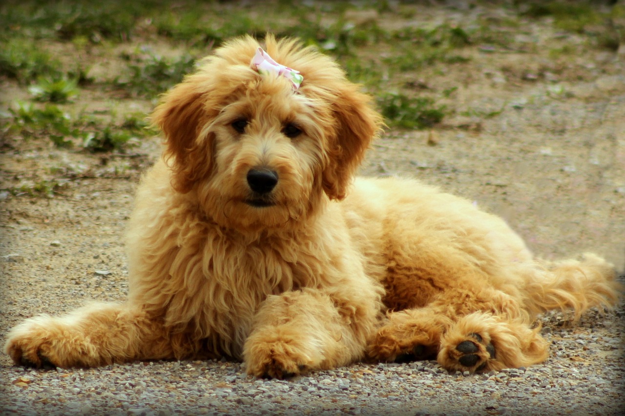 Must Haves for your Goldendoodle - Puppy Supply List + Essentials 