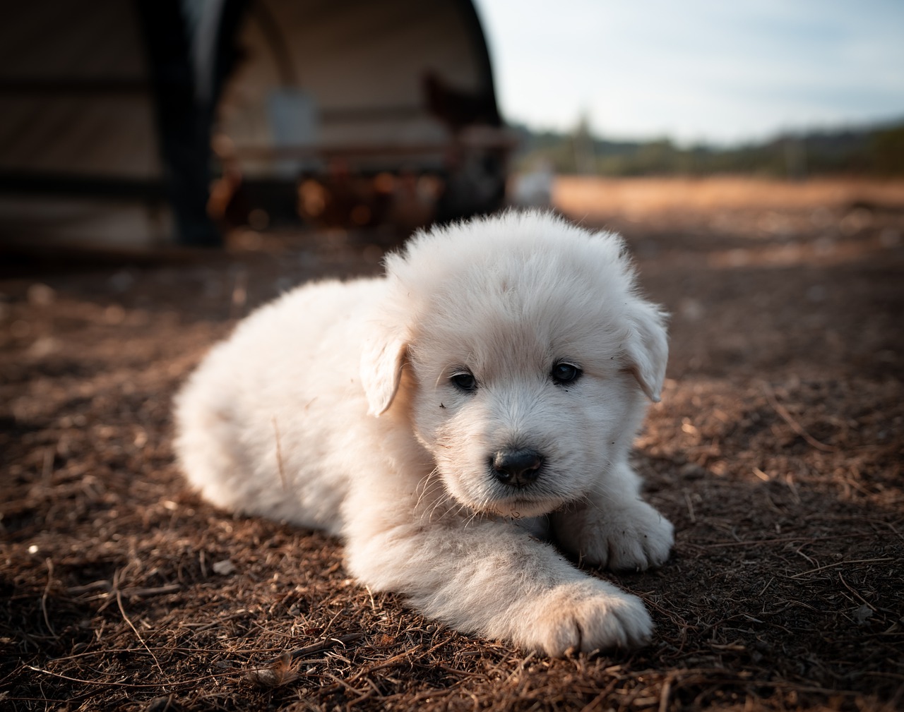 Great pyrenees sale puppy care