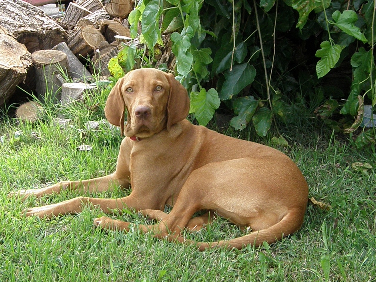 10 Secrets to Stop Your Vizsla from Barking