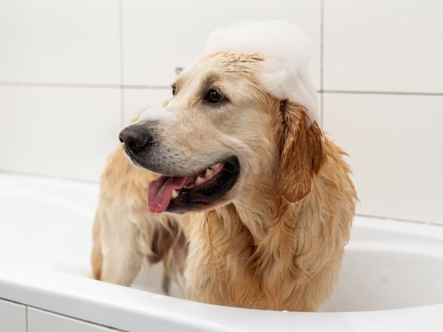 how can i wash my dog without giving him a bath