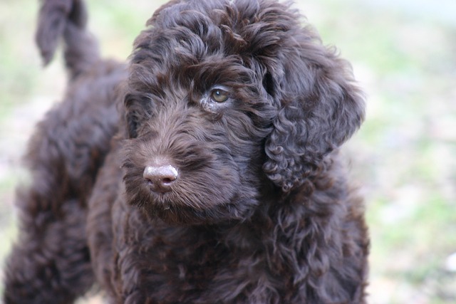 https://iheartdogs.com/wp-content/uploads/2023/05/labradoodle-14.jpg