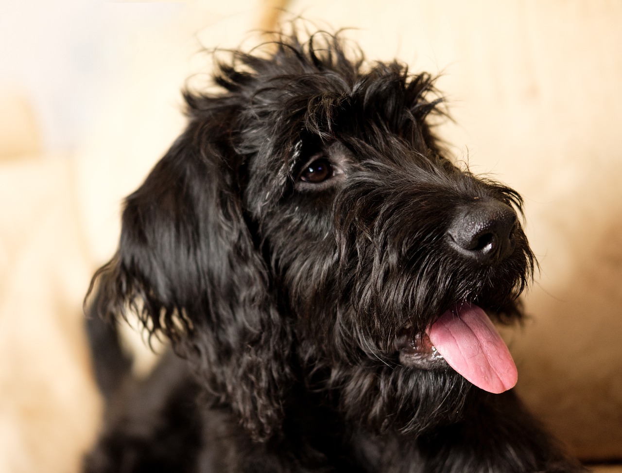 13 Things to Know Before Bringing Home a New Schnauzer