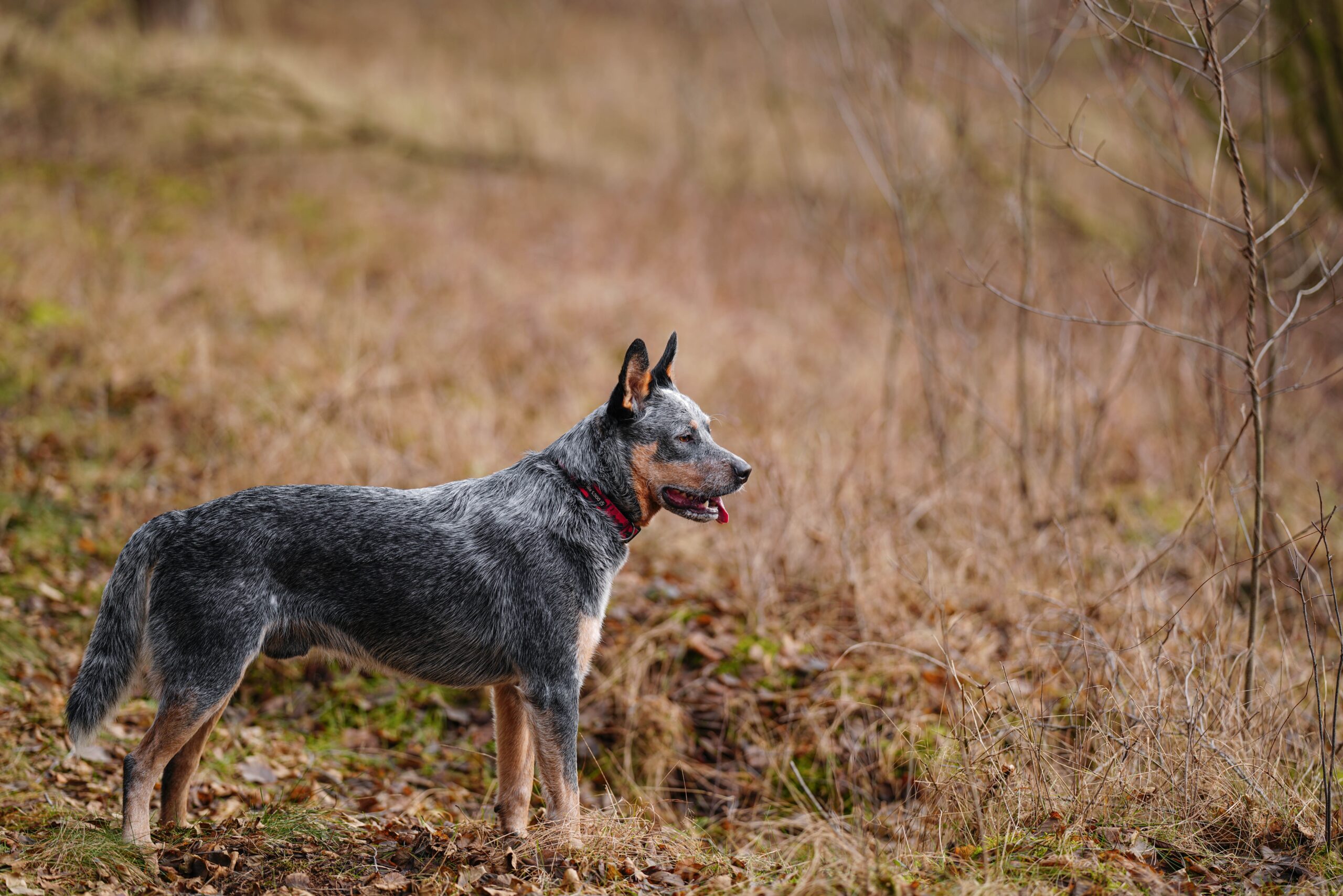 Can A Australian Cattle Dog And A Rat Terrier Be Friends