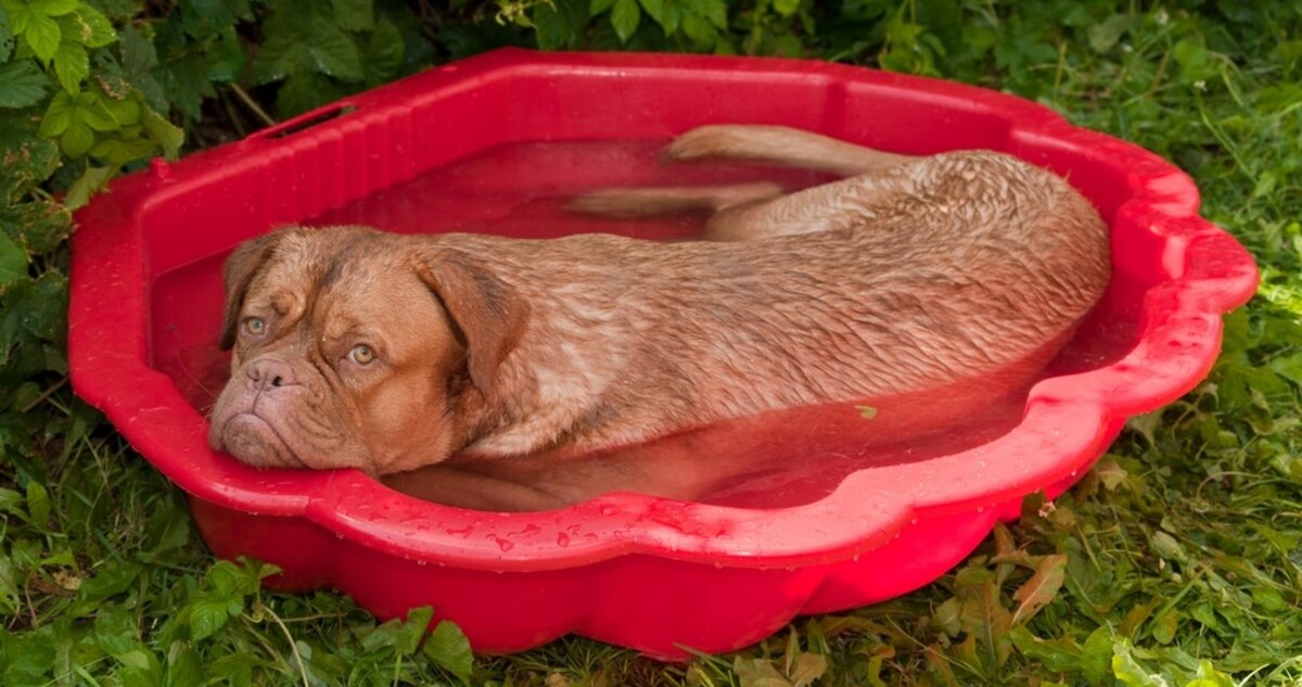 The 8 Best Dog Bathtubs For Mastiffs