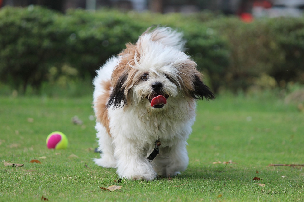 Lhasa apso curly discount hair