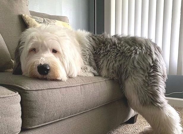 Best Beds For Senior Old English Sheepdogs