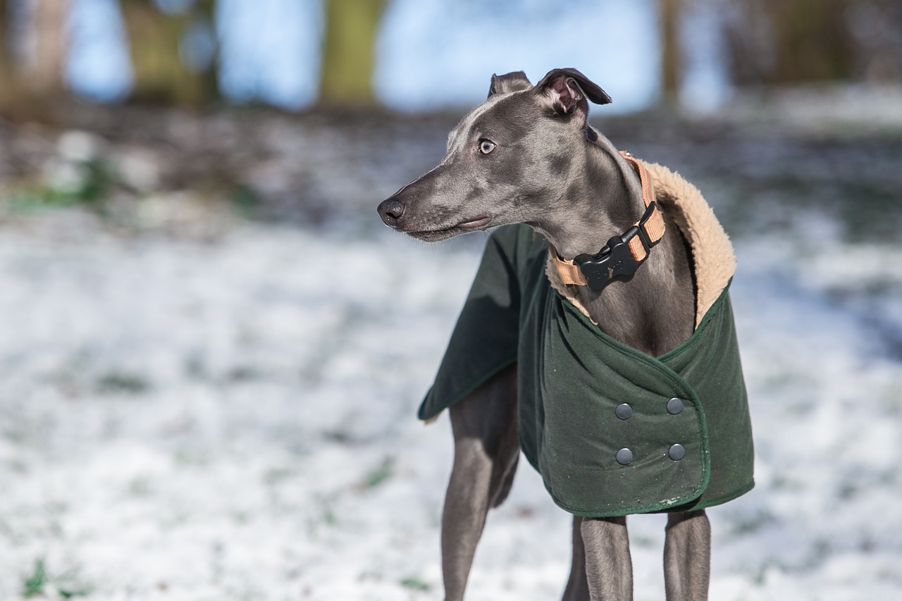 7 Strategies to Stop Your Whippet’s Resource Guarding