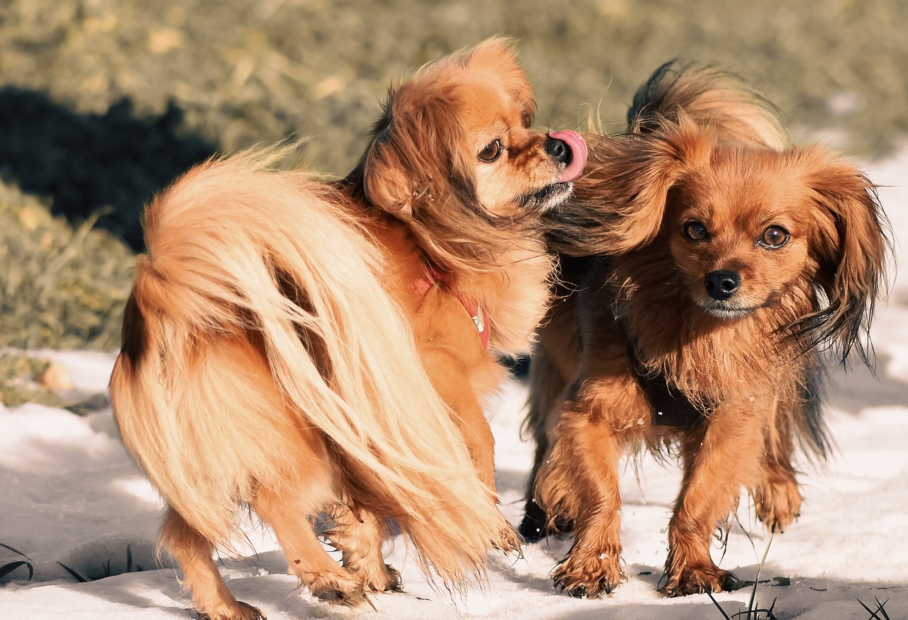 5 Undeniable Signs Your Papillon Loves You