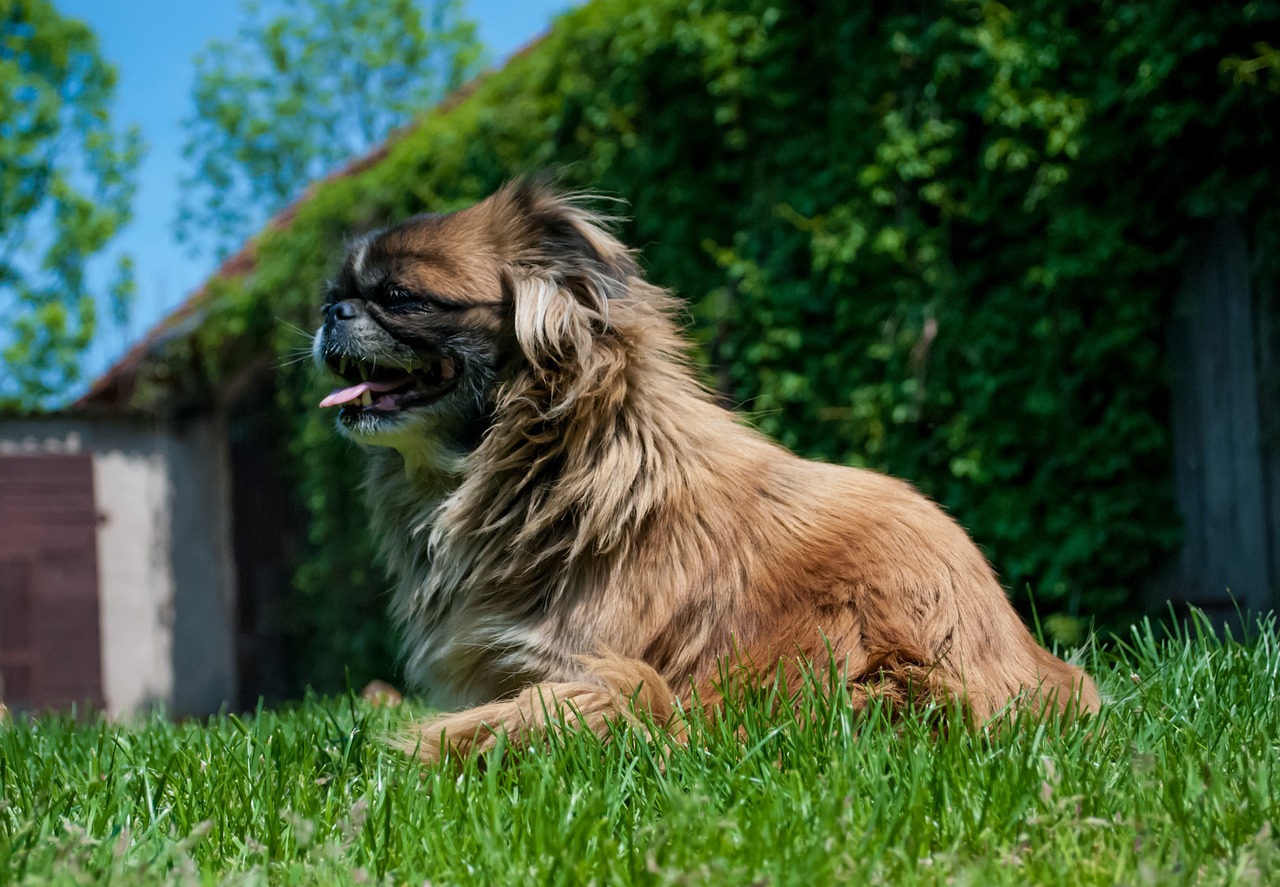 are pekingese noisy