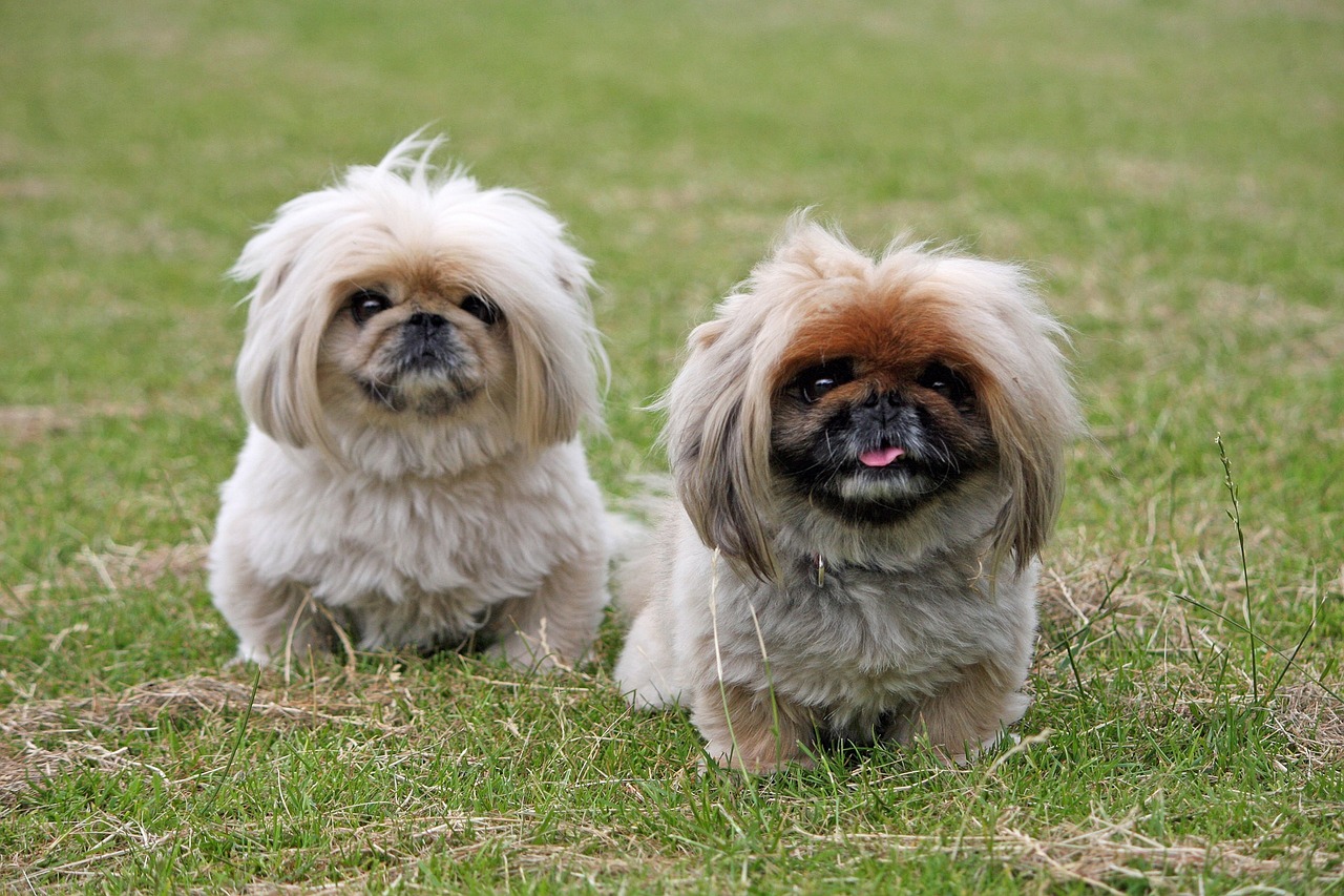 5 Undeniable Signs Your Pekingese Loves You