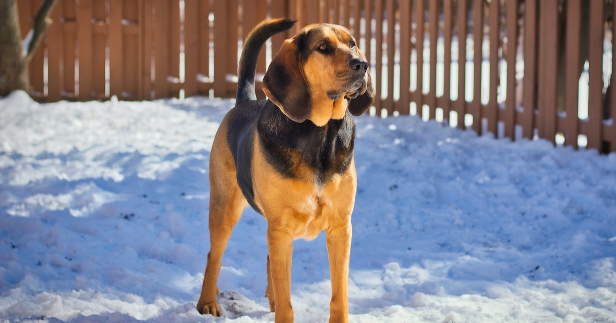 Best invisible dog fence for Bloodhounds