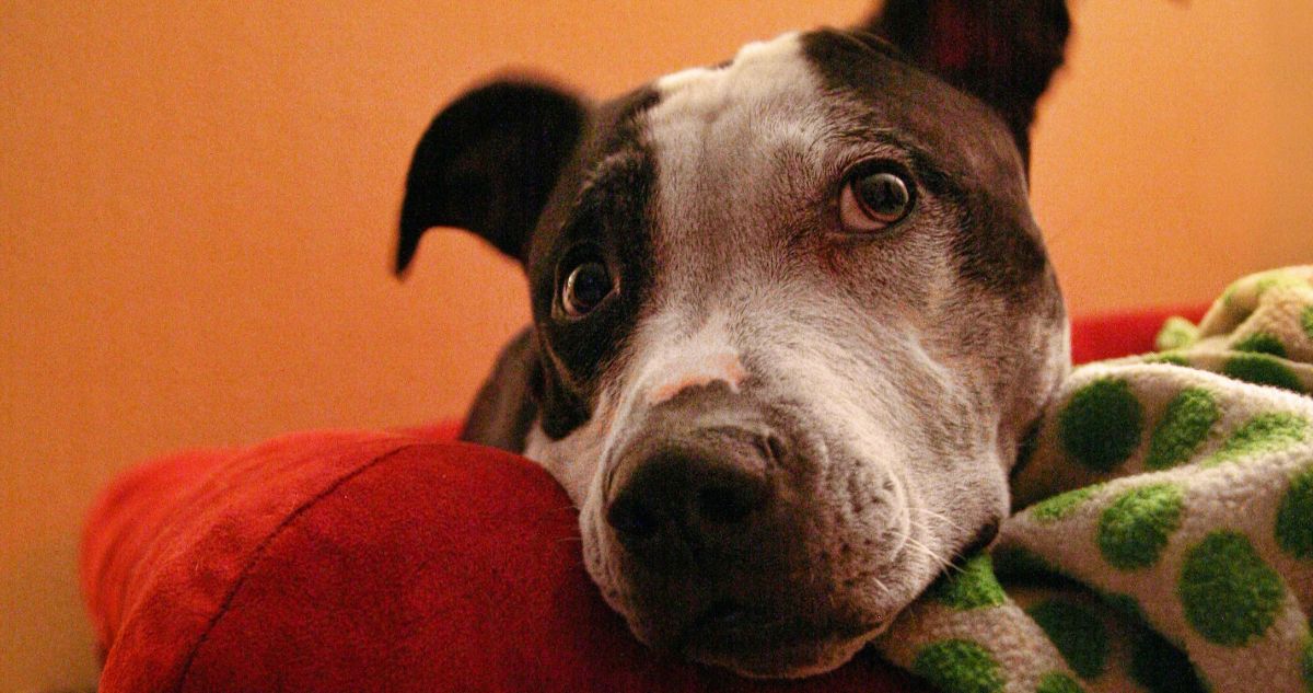 The 9 Best Beds For Senior Pit Bulls