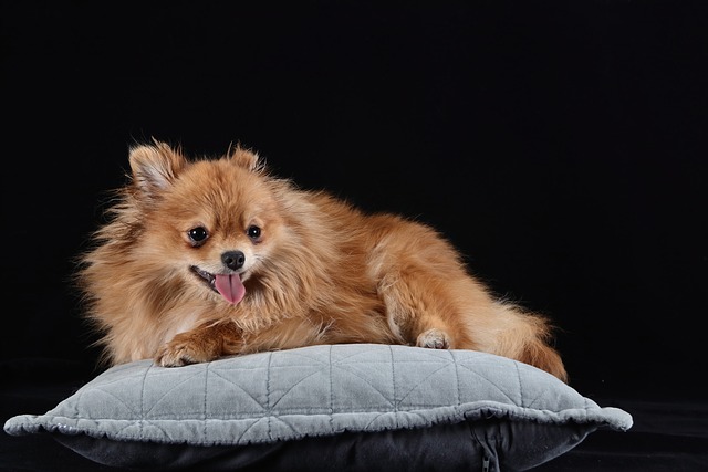 Best Beds For Senior Pomeranians