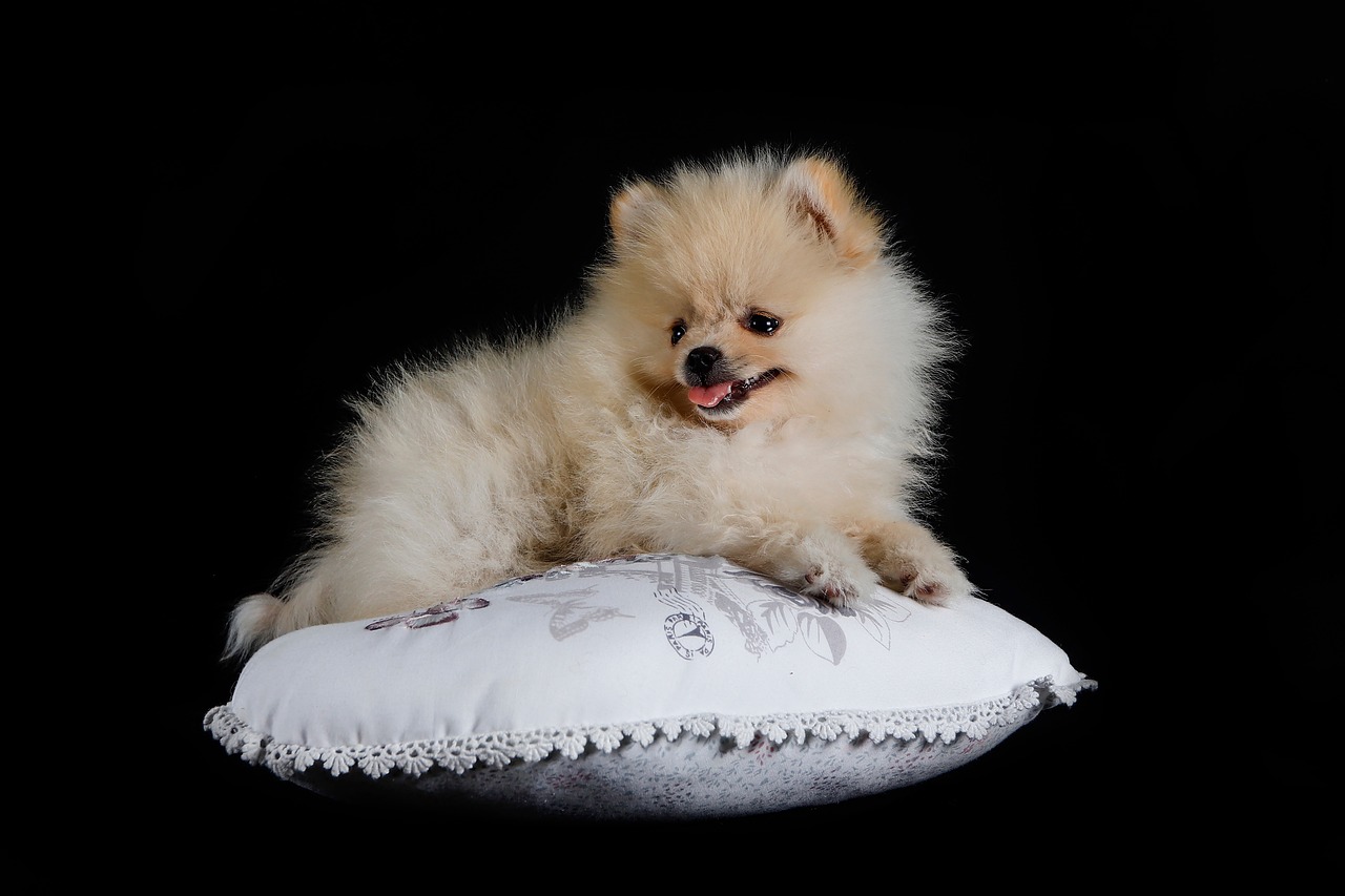 10 Secrets to Stop Your Pomeranian from Barking
