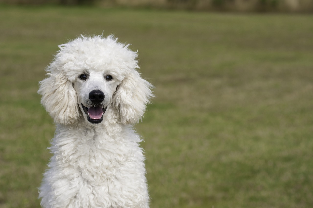 10 Secrets to Stop Your Poodle from Barking