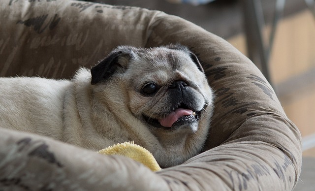 Best Beds For Senior Pugs