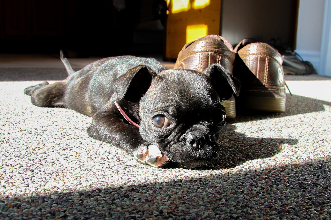 13 Things to Know Before Bringing Home a New Boston Terrier