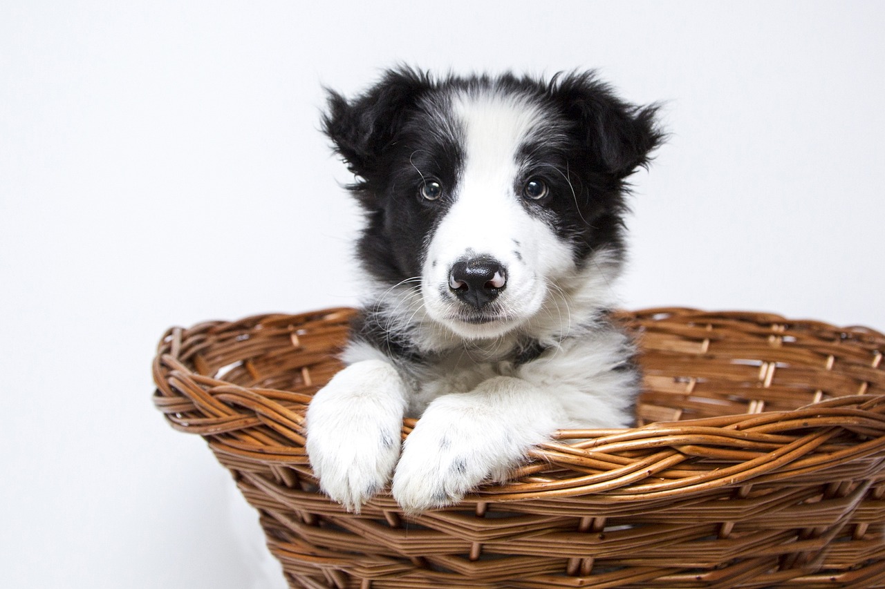 Know the Signs: 5 Most Common Health Issues in Collies