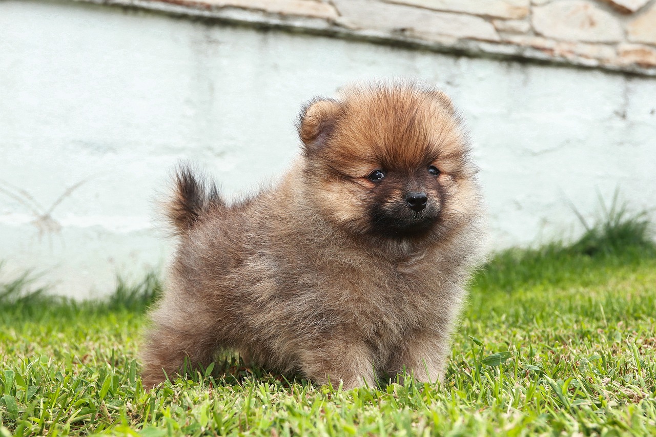 when can i bathe my pomeranian puppy