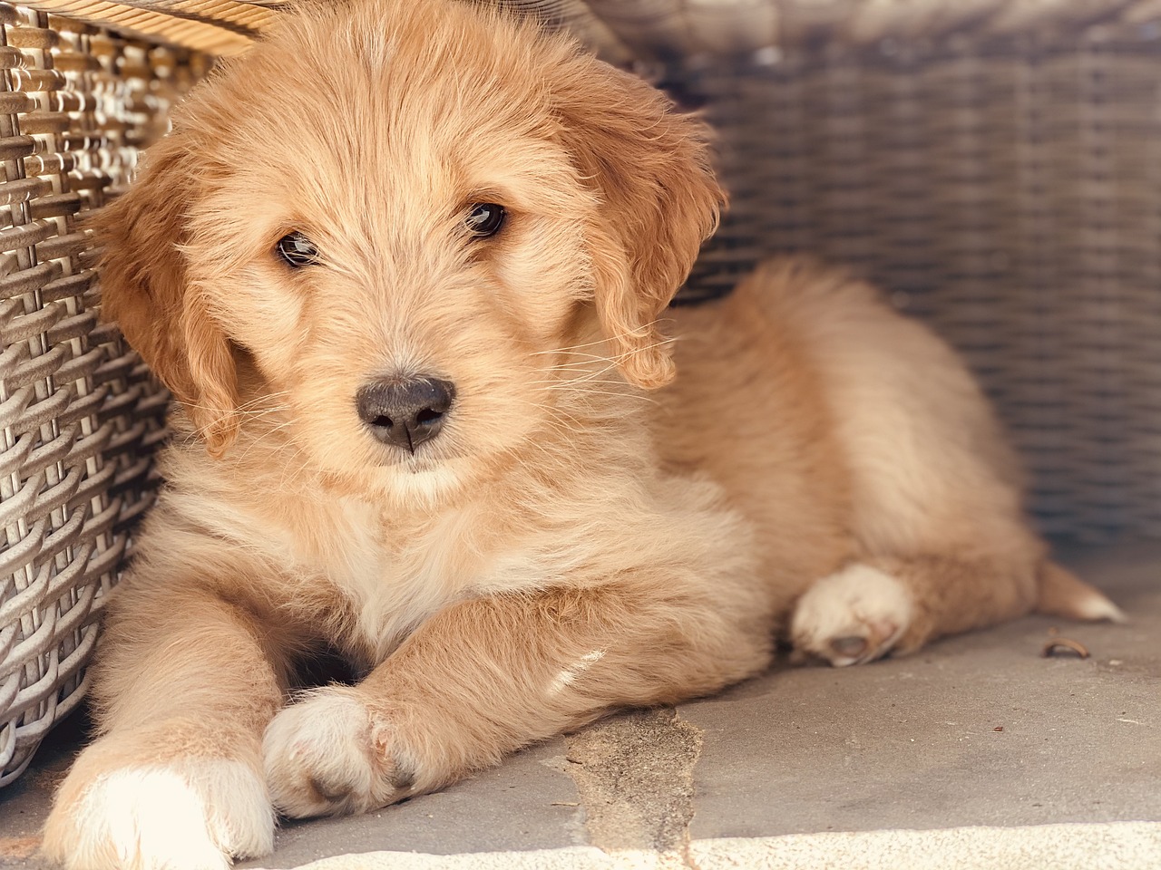 5 Simple Indicators Your Goldendoodle Loves You