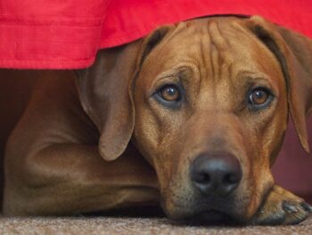 PetWireDaily — The 9 Best Beds For Senior Rhodesian Ridgebacks