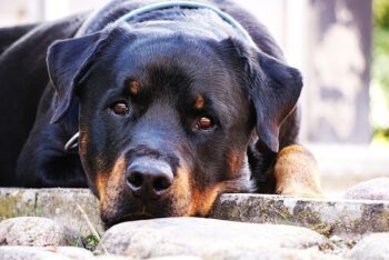 PetWireDaily — The 9 Best Beds For Senior Rottweilers