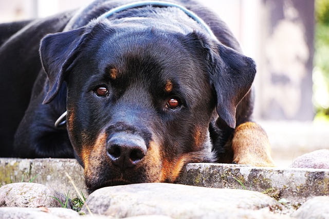 Best Beds For Senior Rottweilers