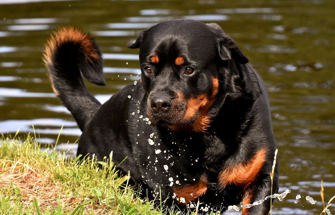 10 Hilarious Things Only a Rottweiler Owner Would Understand