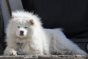 PetWireDaily — The 9 Best Beds For Senior Samoyeds