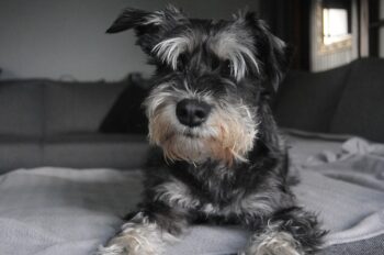 PetWireDaily — The 9 Best Beds For Senior Schnauzers