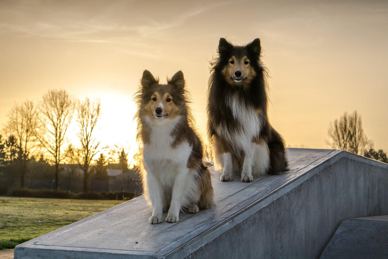 High store glen shelties