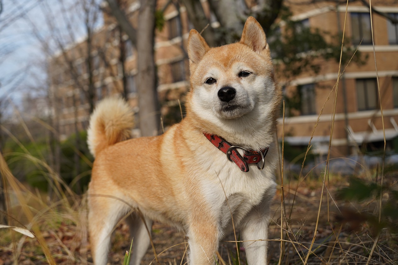 5 Undeniable Signs Your Shiba Inu Loves You