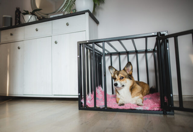 best dog crate bed
