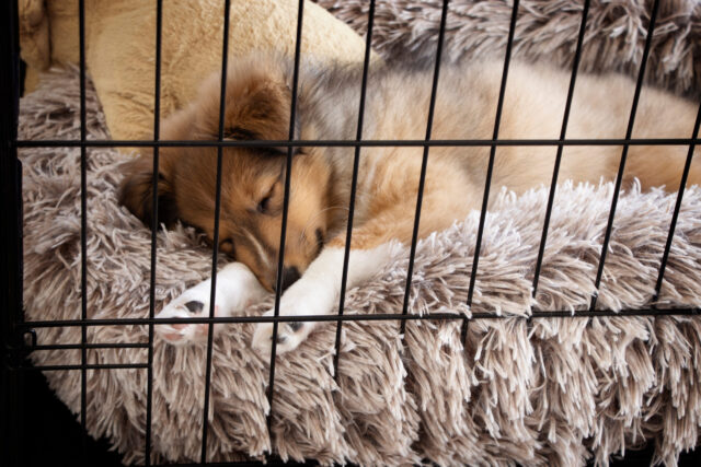 best dog crate bed